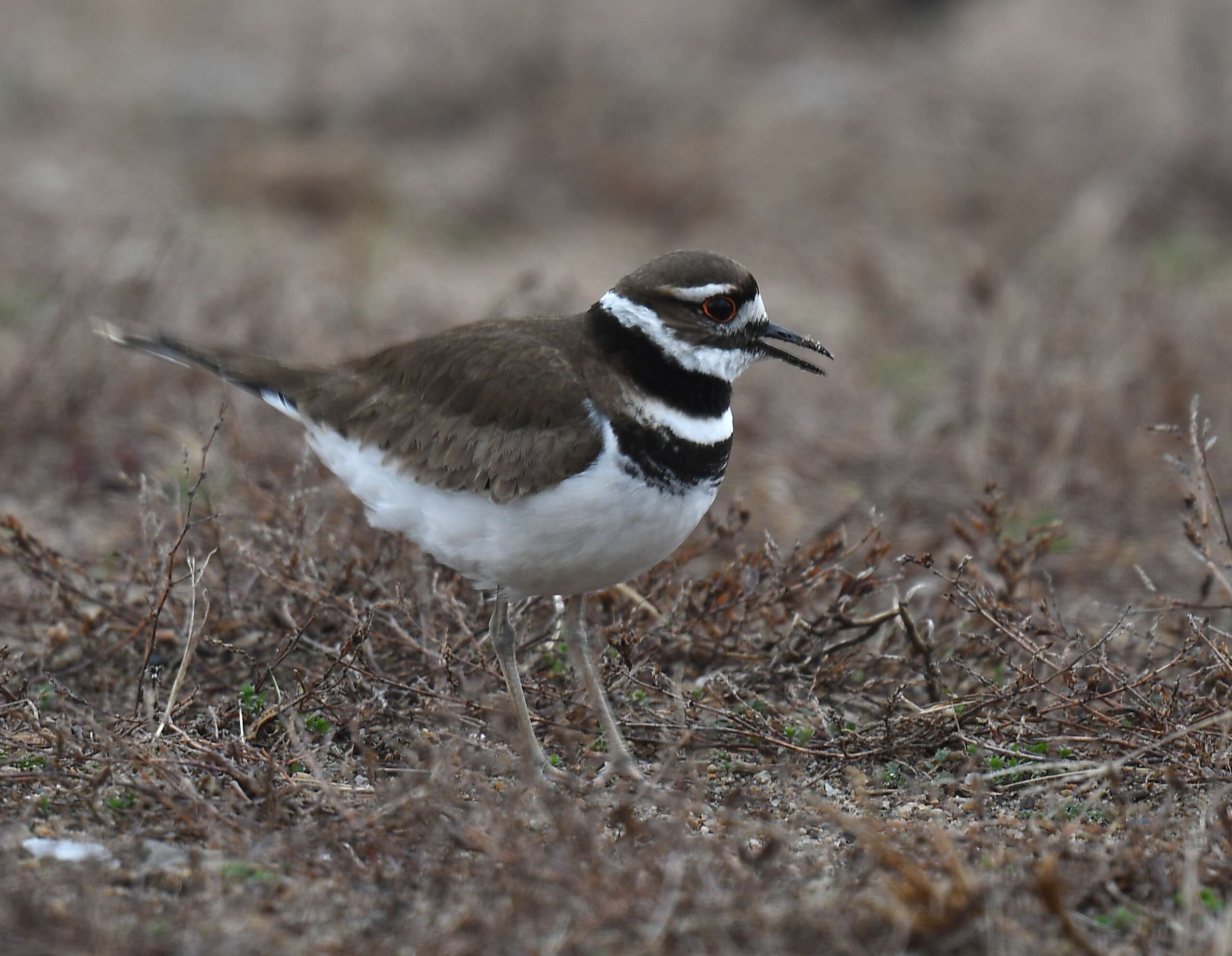 Image of Killdeer