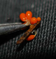 Image of Egg-shell Slime Mould