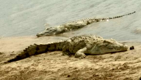 Image of Nile crocodile