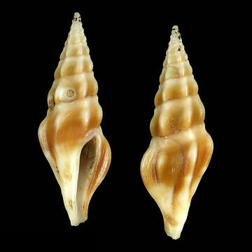 Image of Clavus dolichurus Stahlschmidt, Poppe & Tagaro 2018