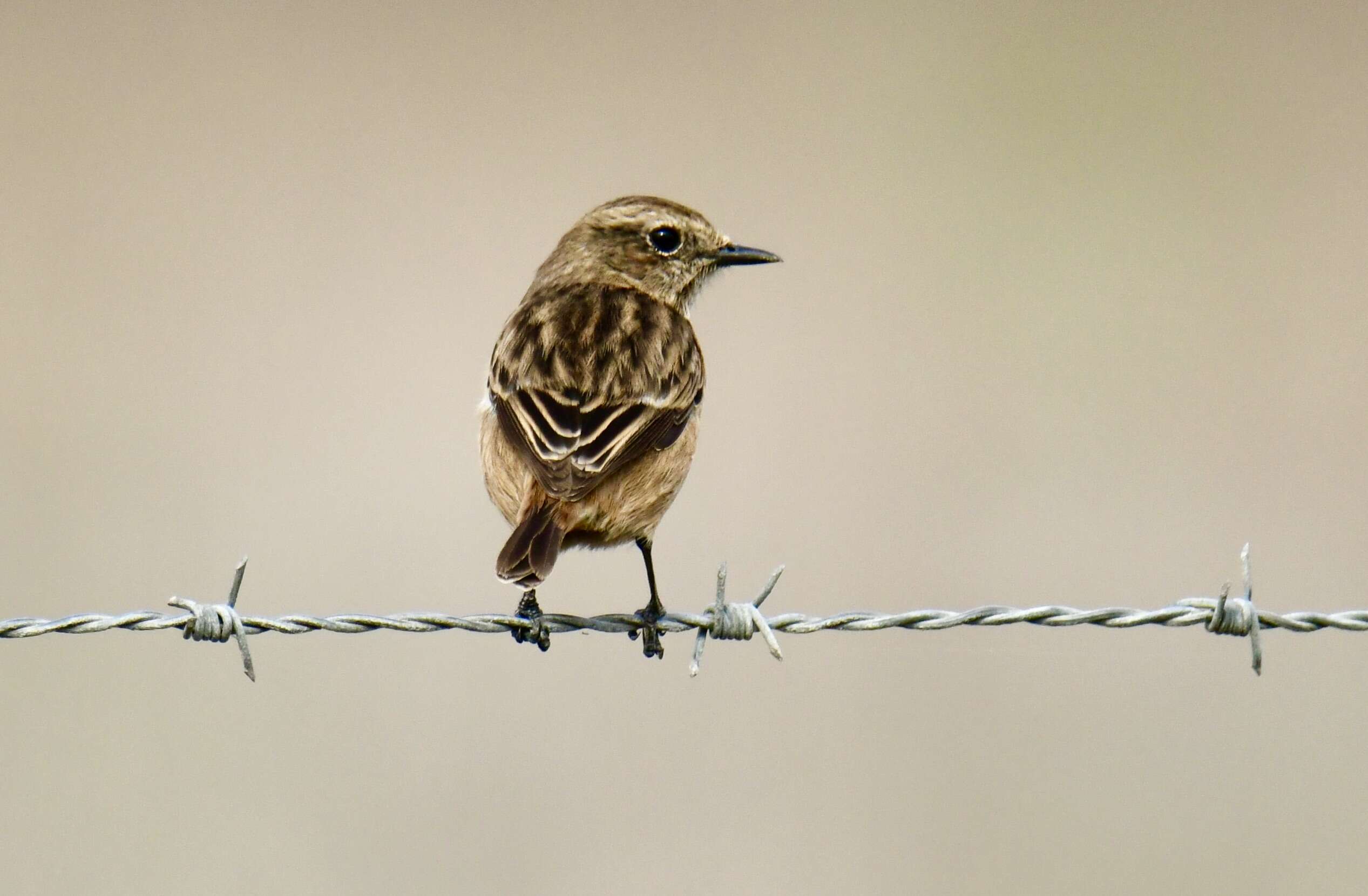 Image of Whinchat