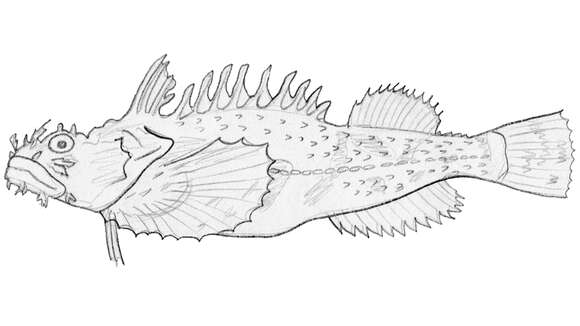 Image of Sea raven