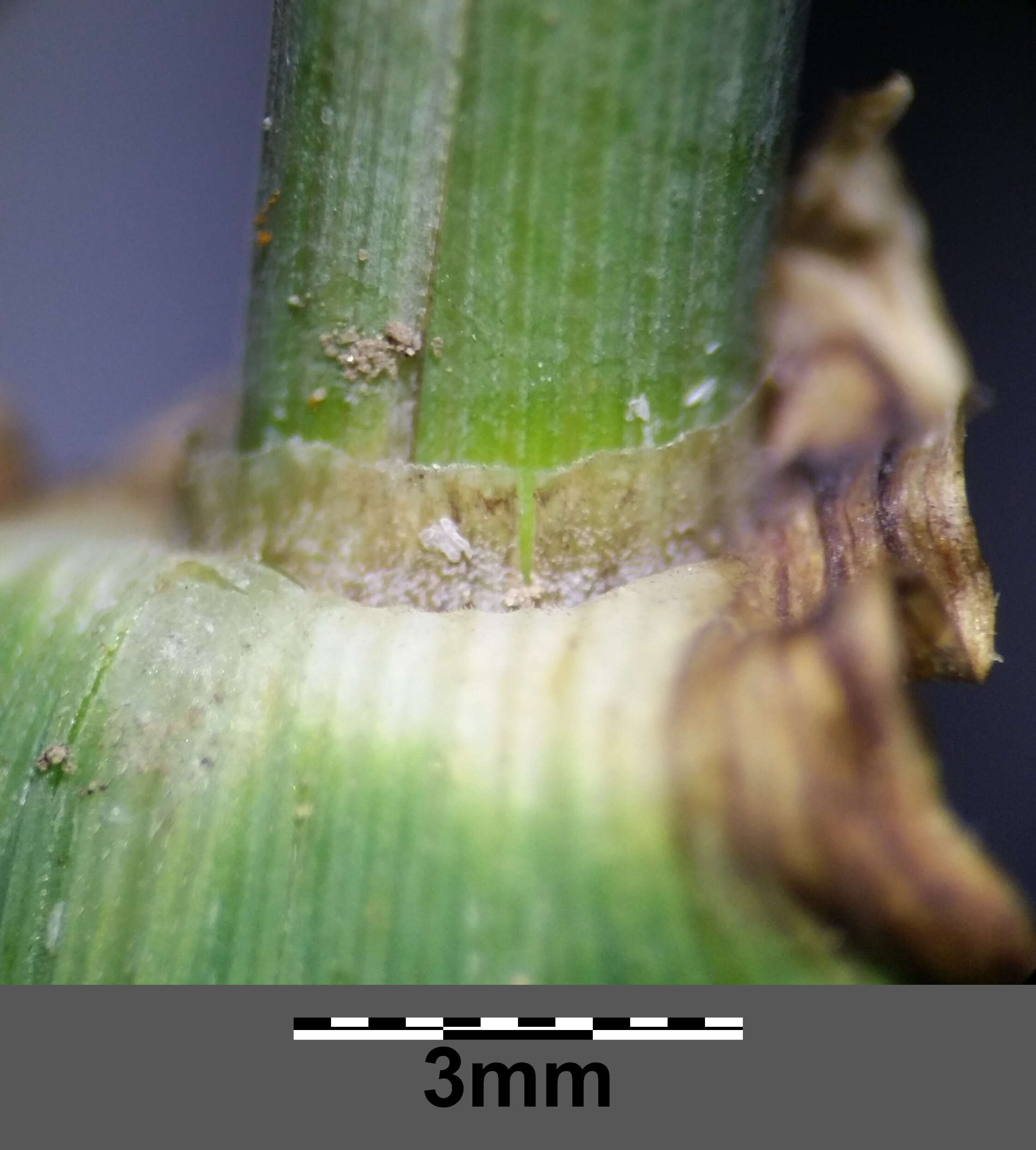 Image of common barley