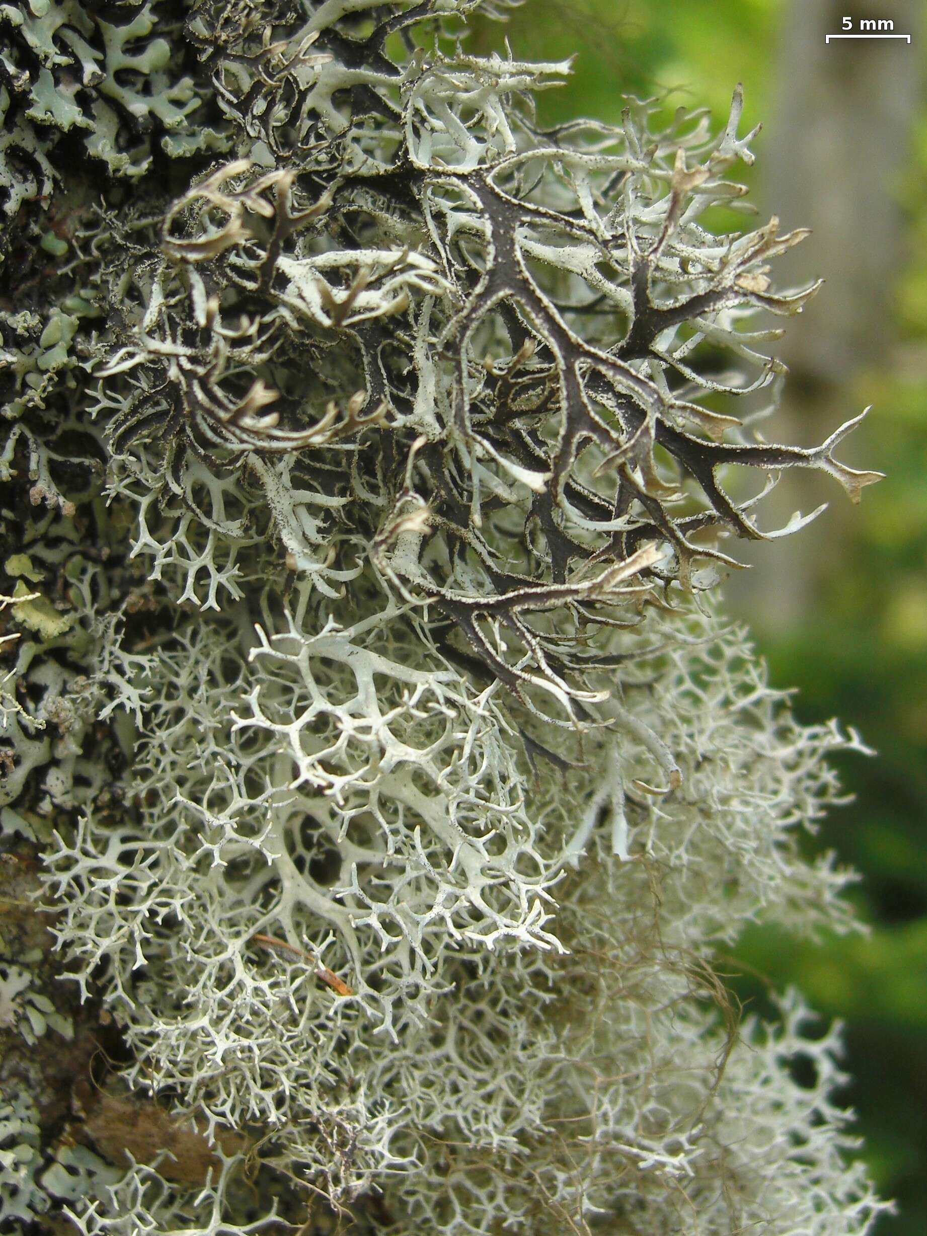 Image of light and dark lichen