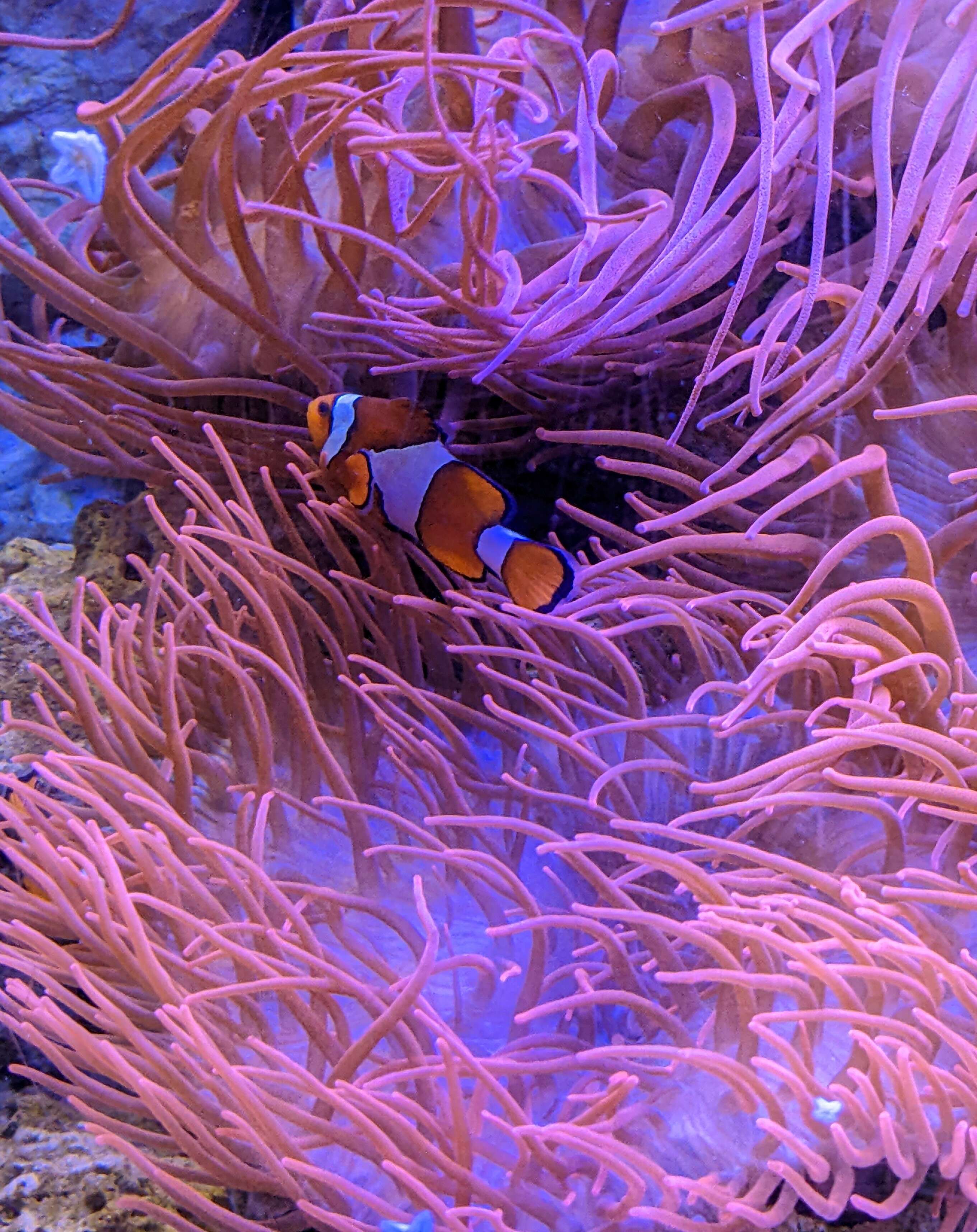 Image of Common clownfish