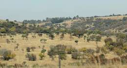 Image of Highveld Cabbage Tree