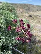 Imagem de Lomatium columbianum Mathias & Constance