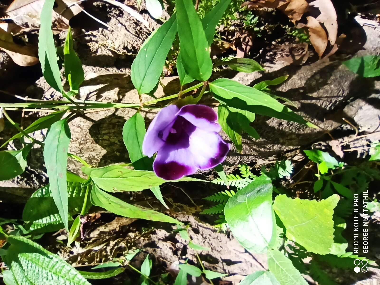 Image of Torenia travancorica Gamble