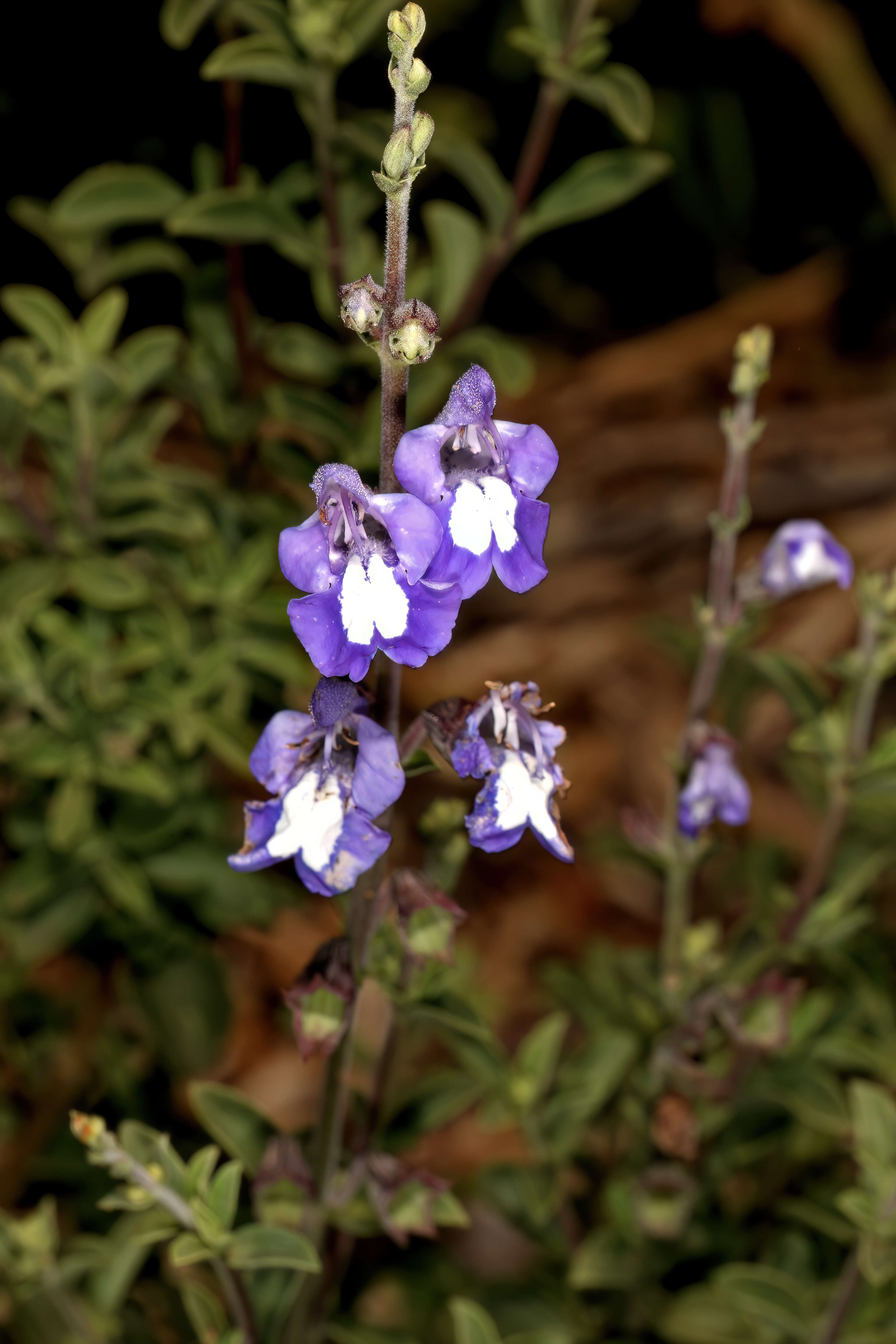 Image of Salvia muirii L. Bolus