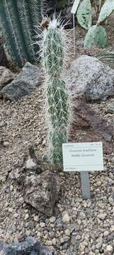 Image of Graham's pricklypear