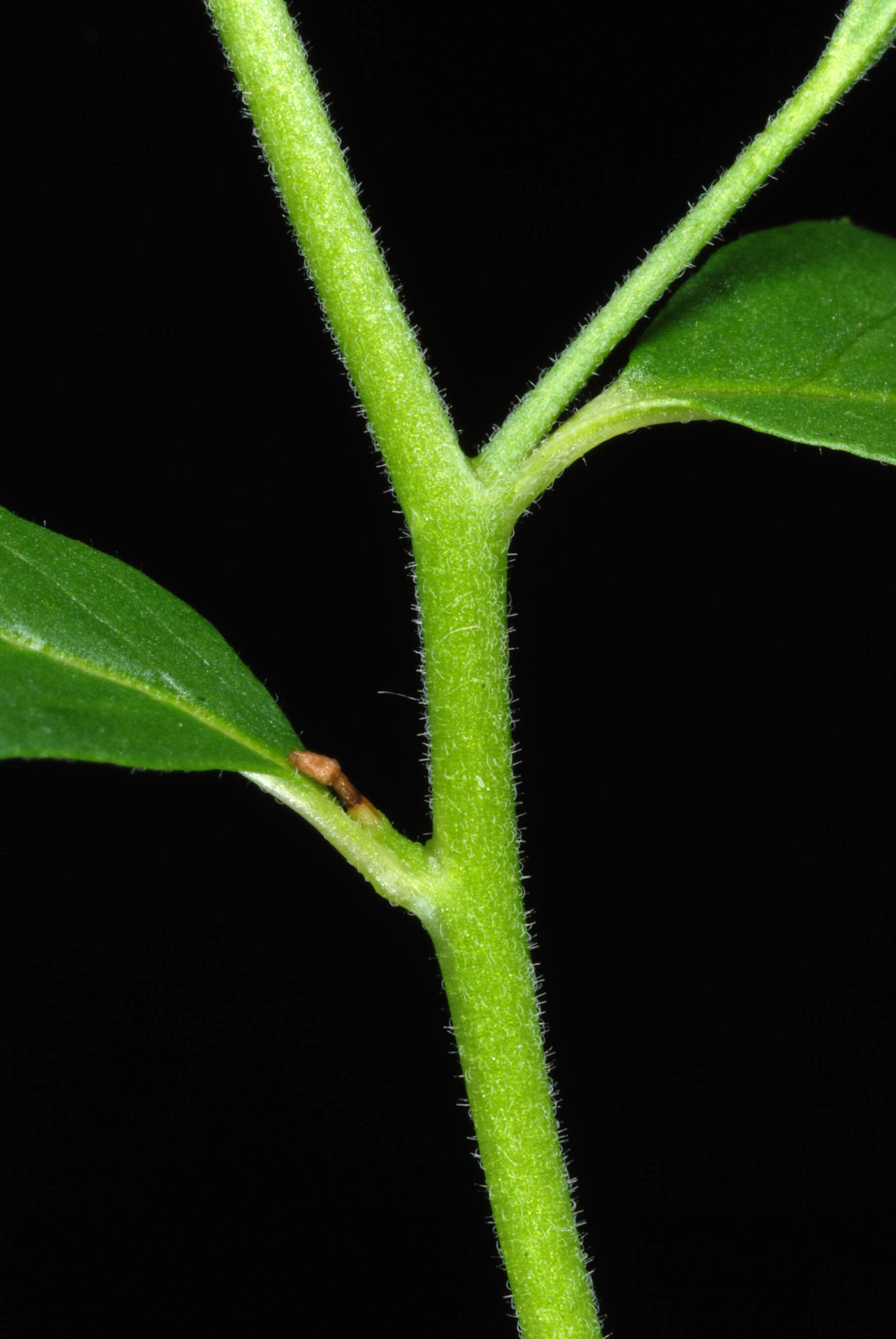 Image of american willowherb