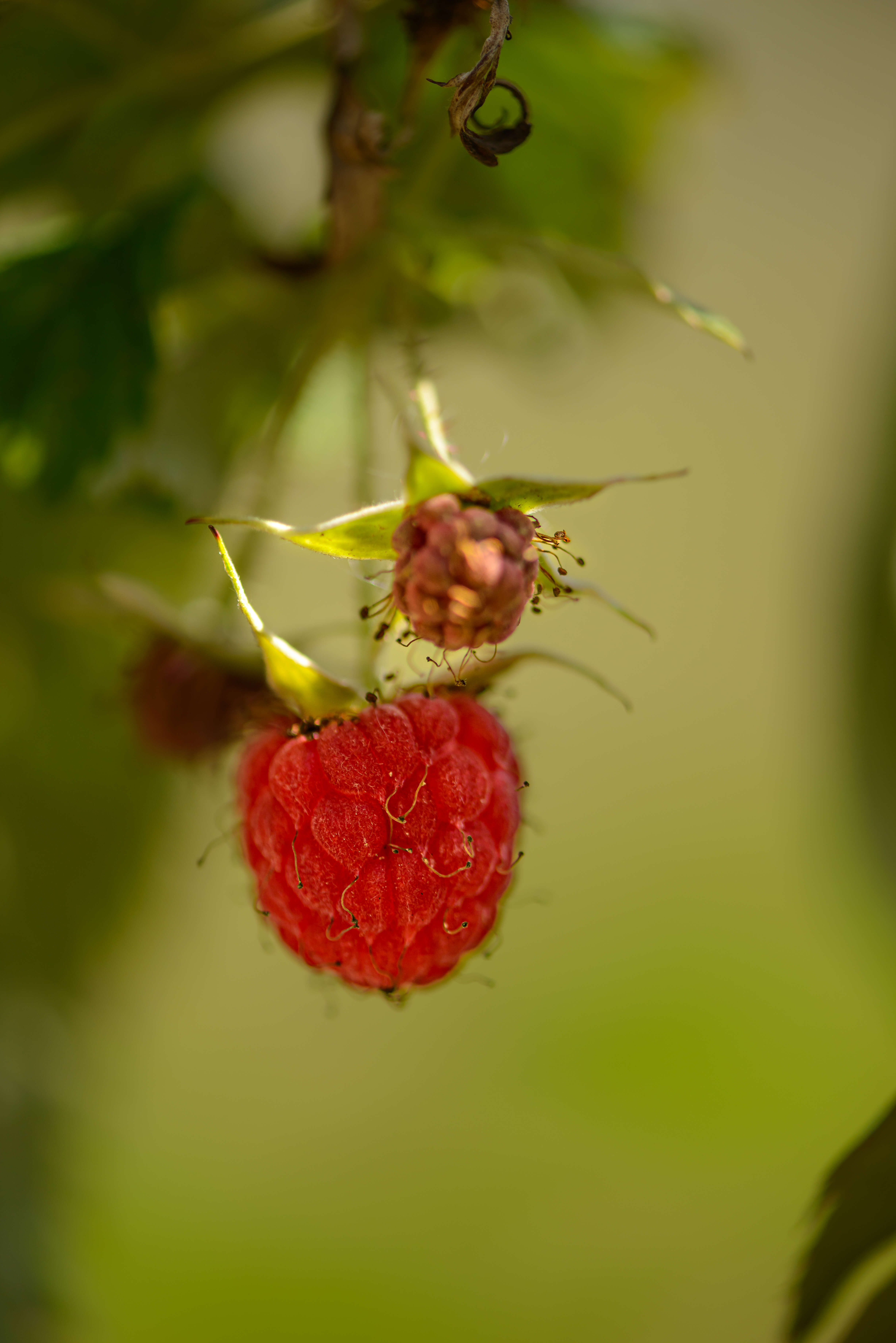 Image of Raspberry