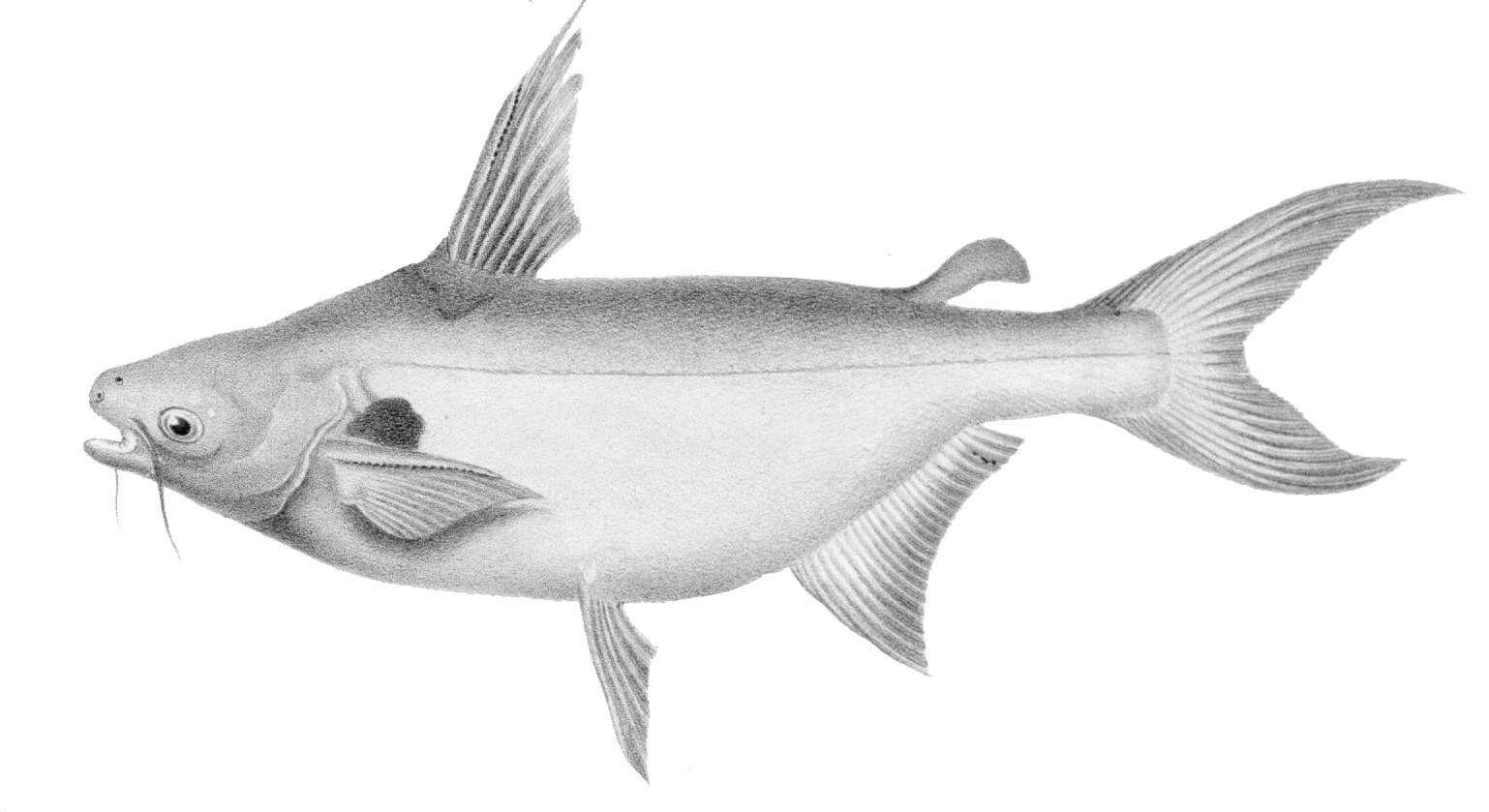 Слика од Pangasius larnaudii Bocourt 1866