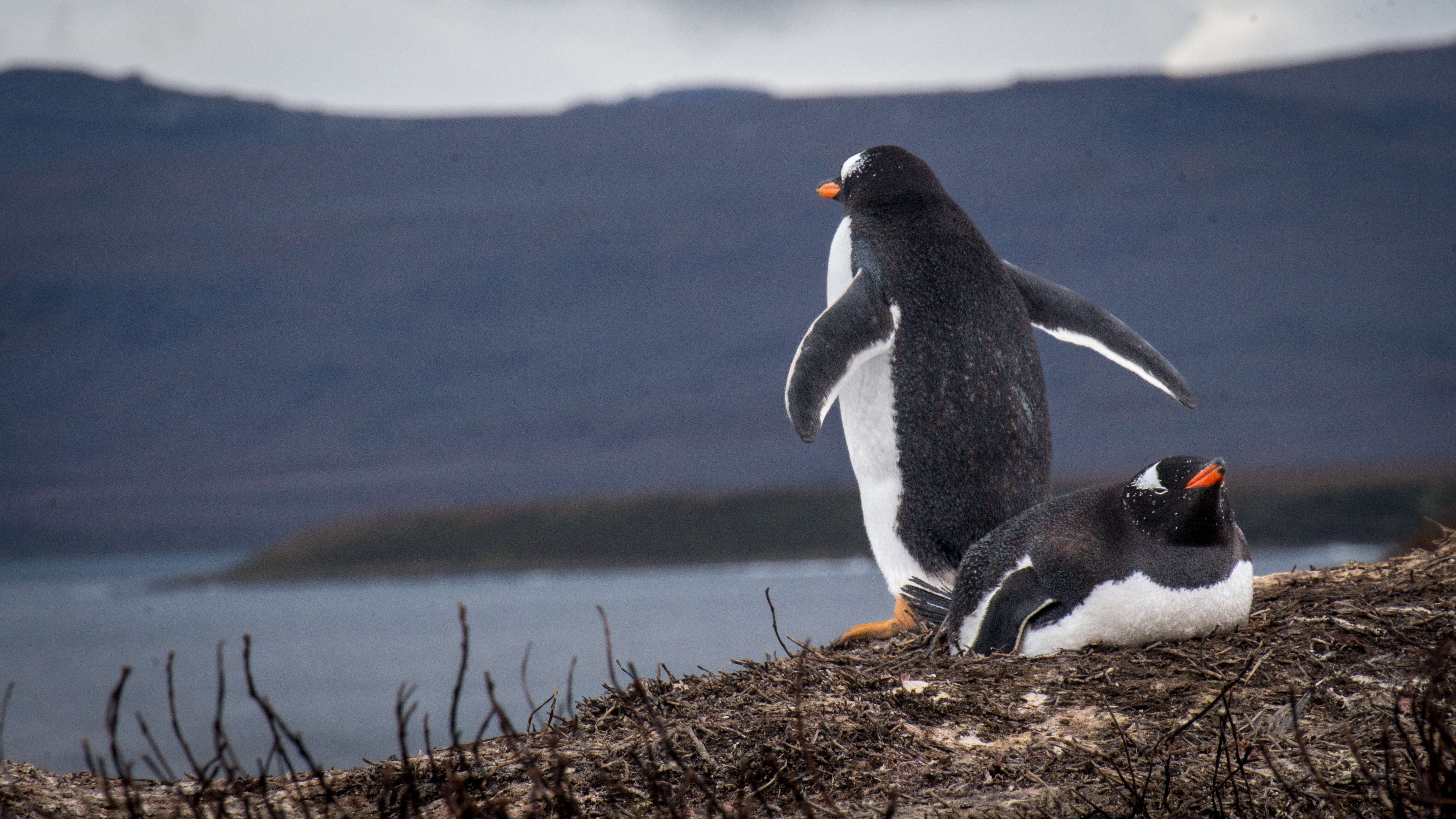 Image of Gentoo Penguin