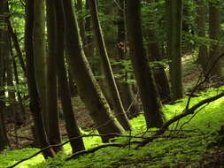 Image of beech