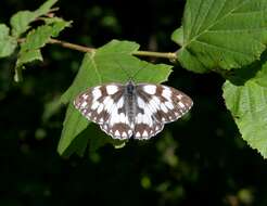 Image of marbled white