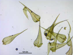 Image of goldenleaf campylium moss