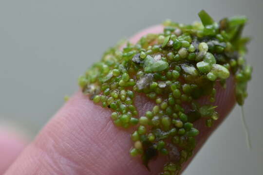 Image of Rootless Duckweed