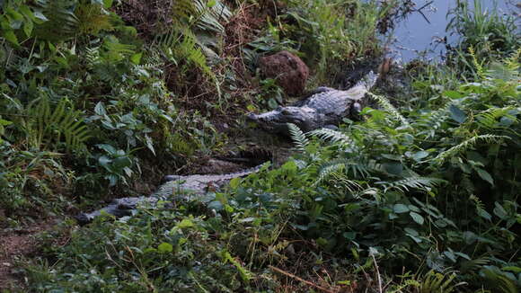 Image of Crocodilia