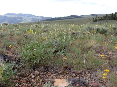 Image of big-leaved lupine