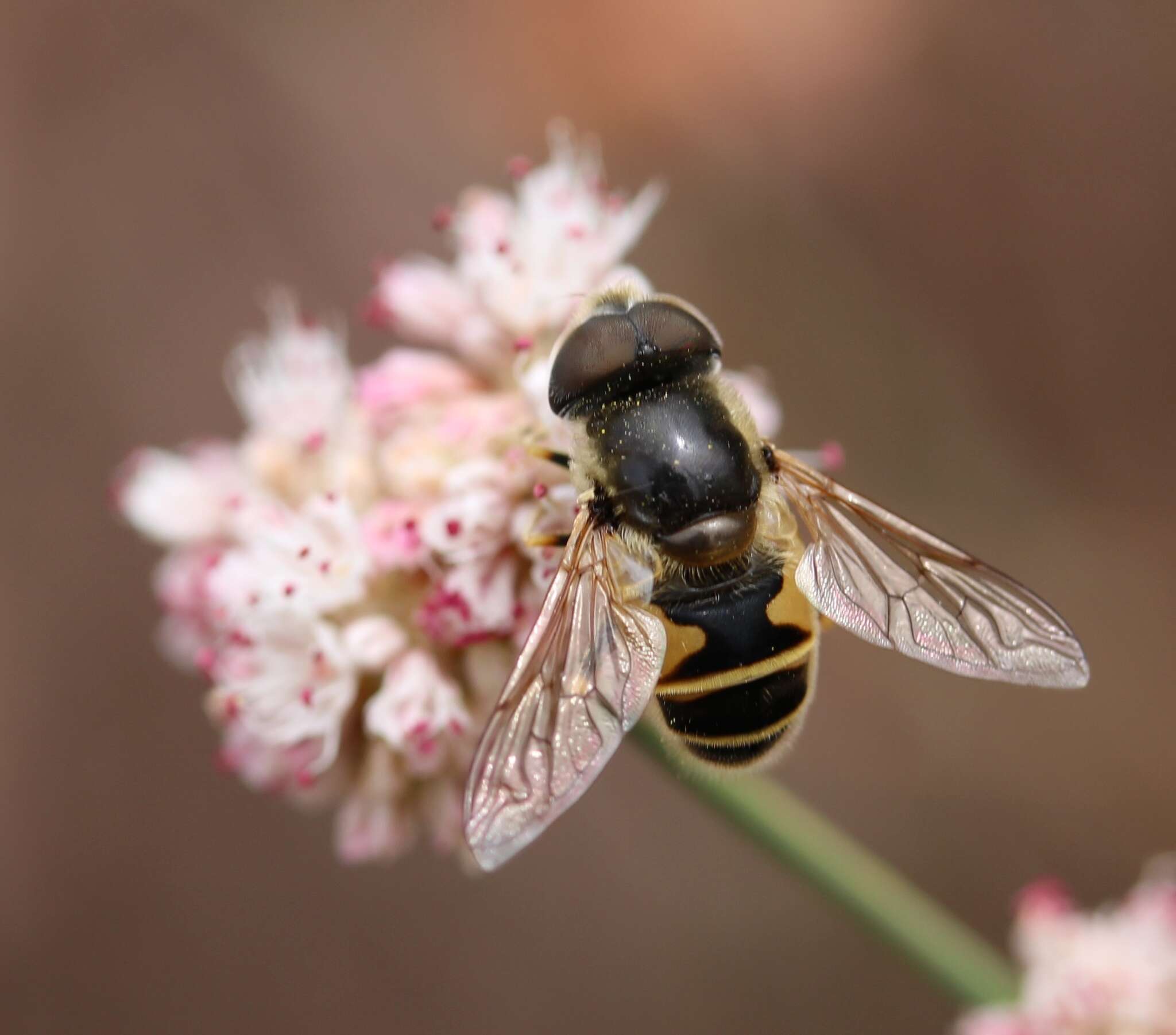 Image of Eristalis hirta Loew 1866