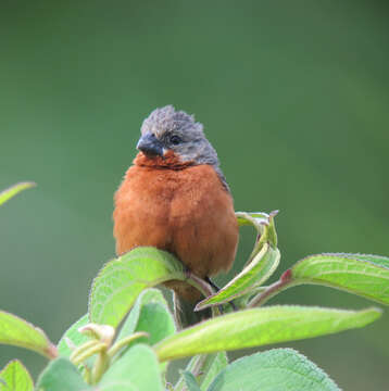 Image of Ruddy-breasted Seedeater