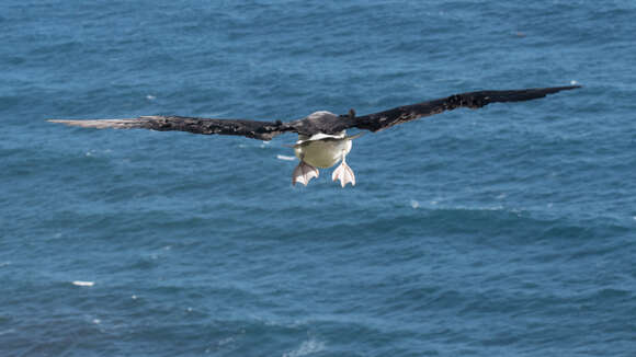 Image of Indian Yellow-nosed Albatross