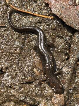 Image of Ocoee Dusky Salamander