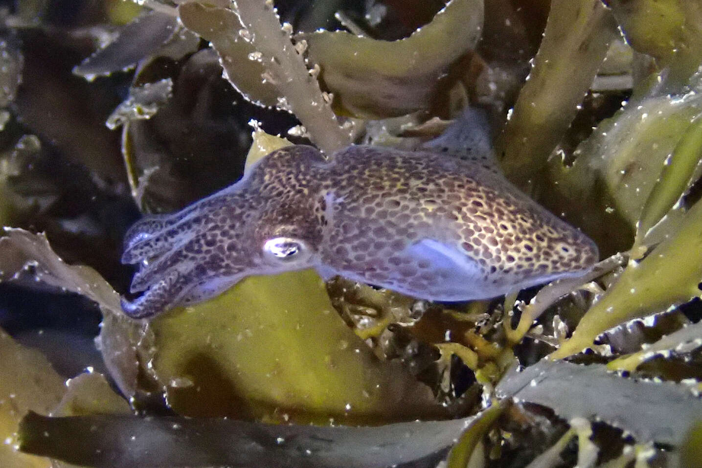 Image of Pacific Bobtail Squid