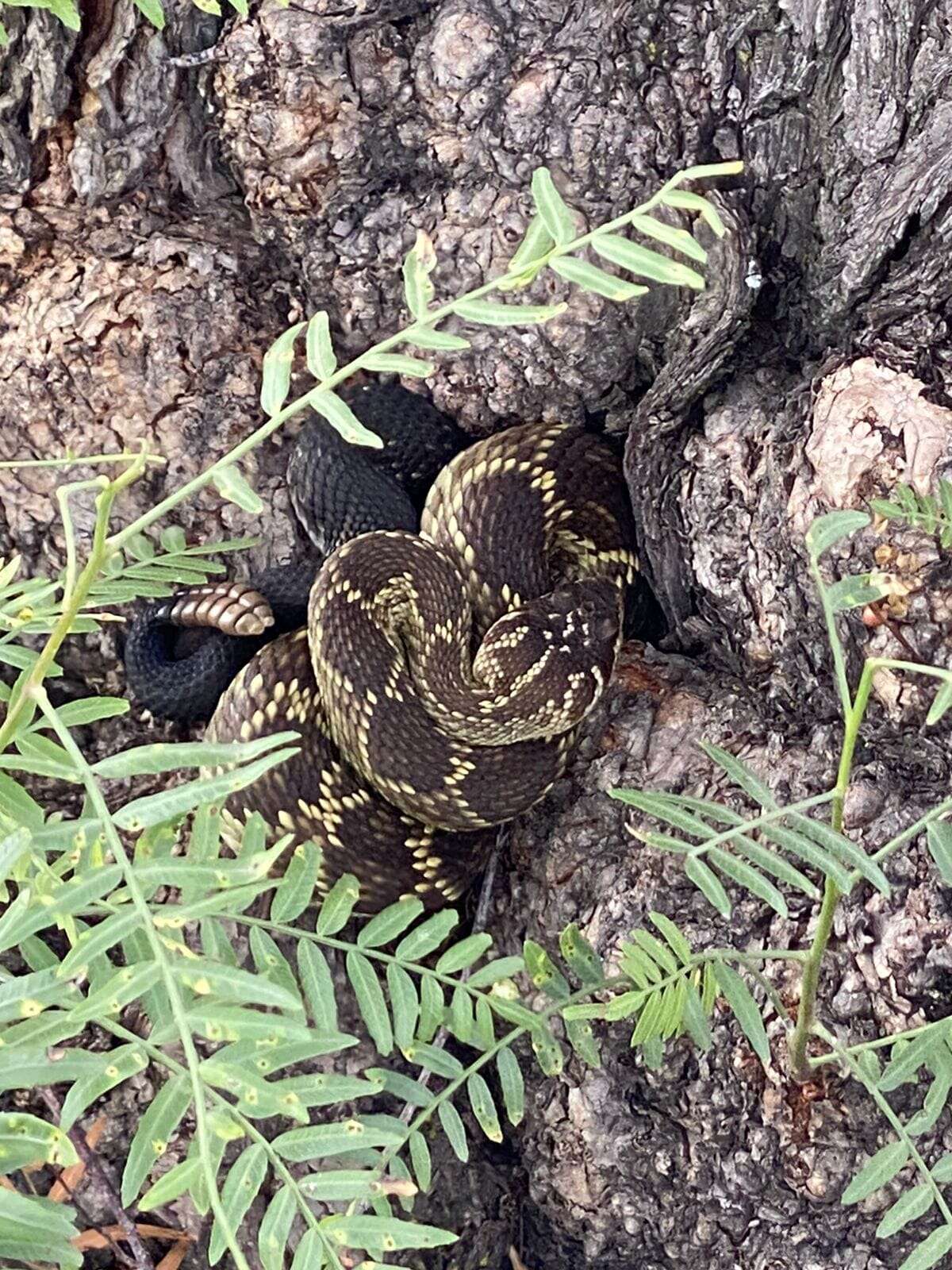 Image of Blacktail Rattlesnake