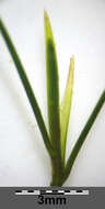 Image of Hairlike Pondweed