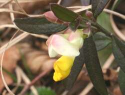 Image of shrubby milkwort