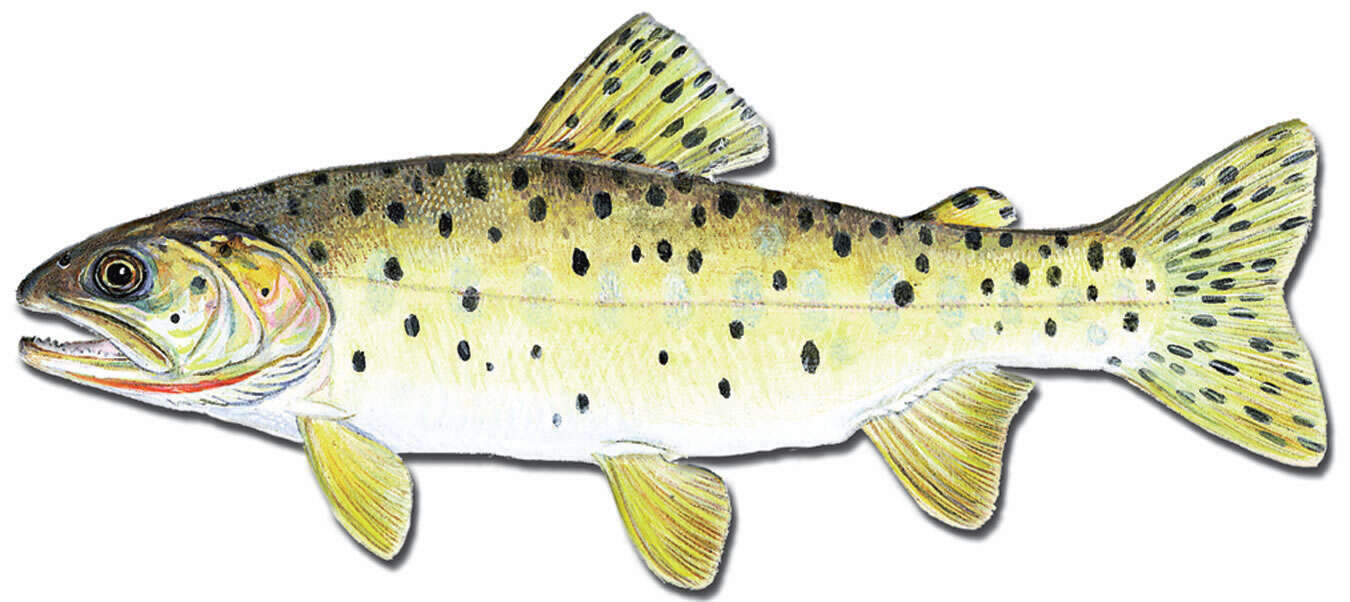 Image of Oncorhynchus clarki utah