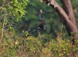 Image of Blue-faced Malkoha