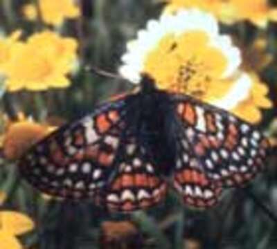 Image of Euphydryas editha bayensis