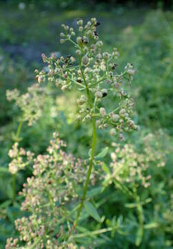 Plancia ëd Galium rubioides L.