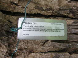 Image of Terminalia microcarpa Decne.