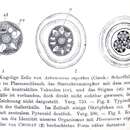 صورة Asterococcus Scherffel 1908