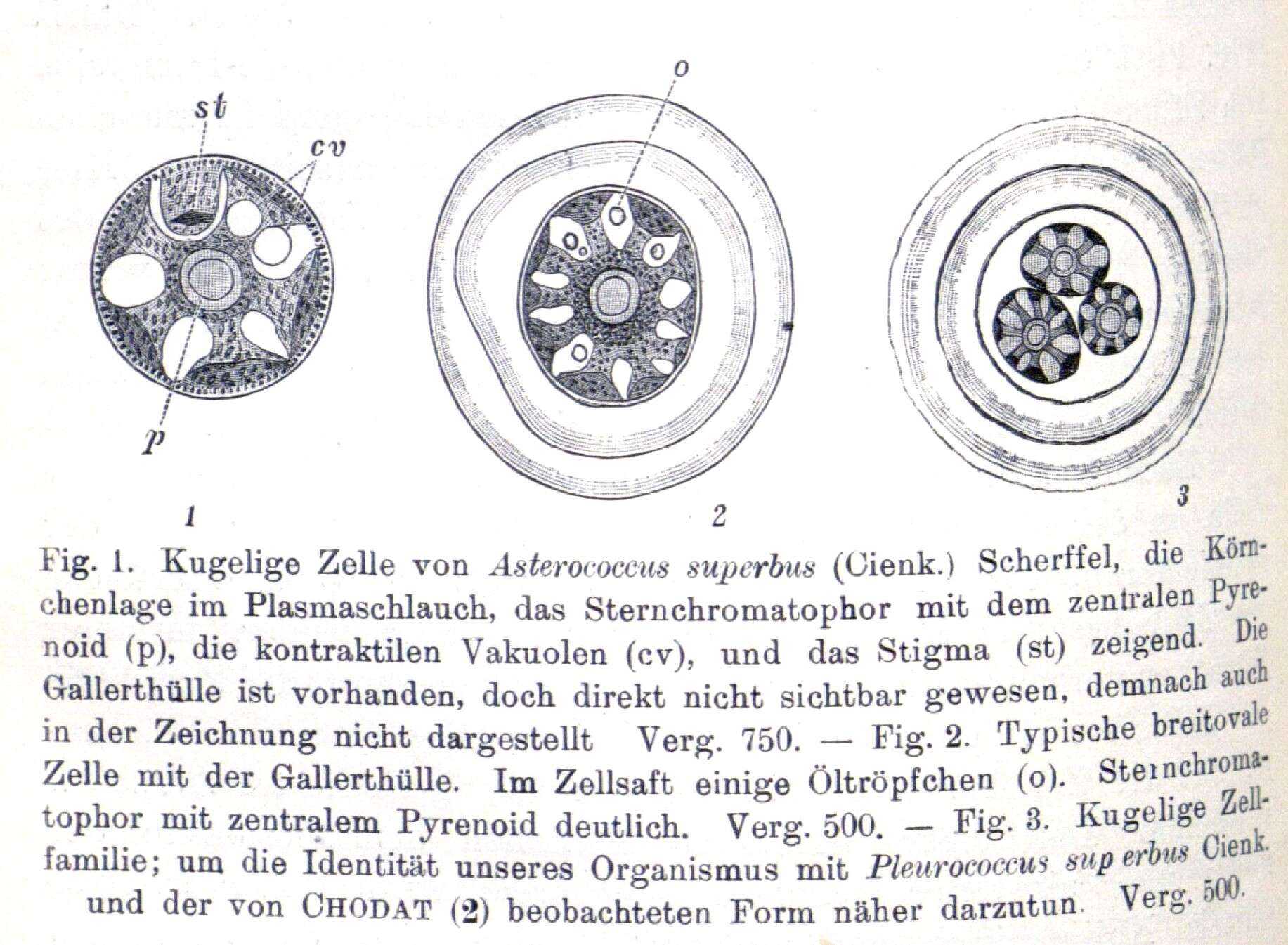 Image of Asterococcus Scherffel 1908