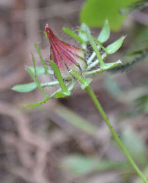 Image of Prickly hibiscus creeper