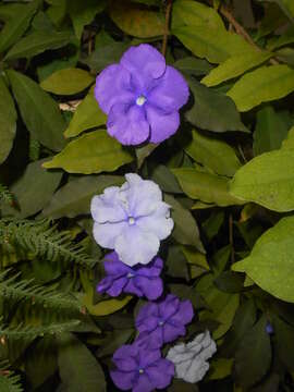 Image de Brunfelsia uniflora (Pohl) D. Don