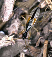 Image of Long-necked Seed Bugs