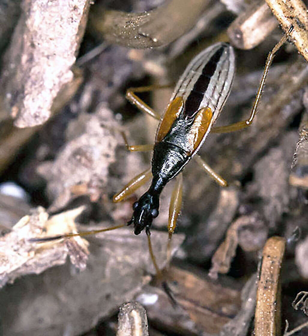 Image of Long-necked Seed Bugs