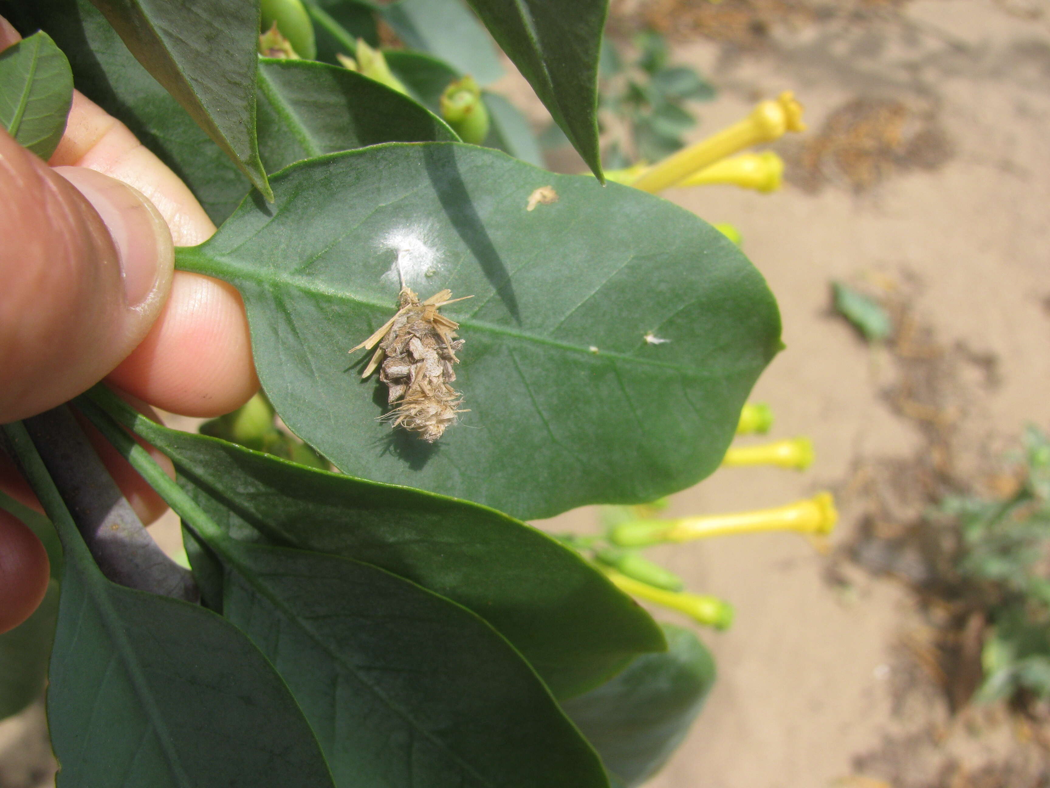 Image of tree tobacco