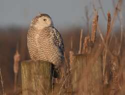 Imagem de Bubo scandiacus (Linnaeus 1758)