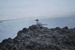 Image of Antarctic Tern