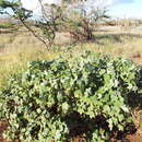 Image of Cotton leaf perforator