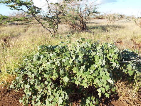 Image of Cotton leaf perforator