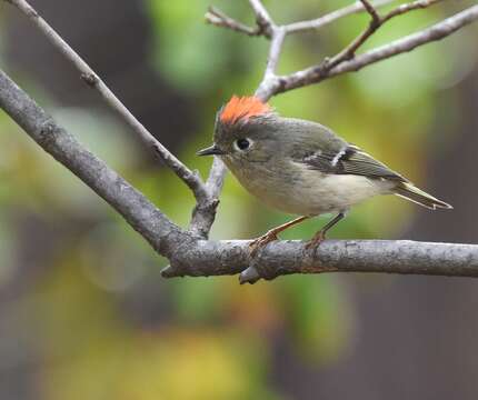 Image of goldcrests and kinglets