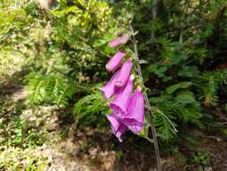 Imagem de Digitalis purpurea L.